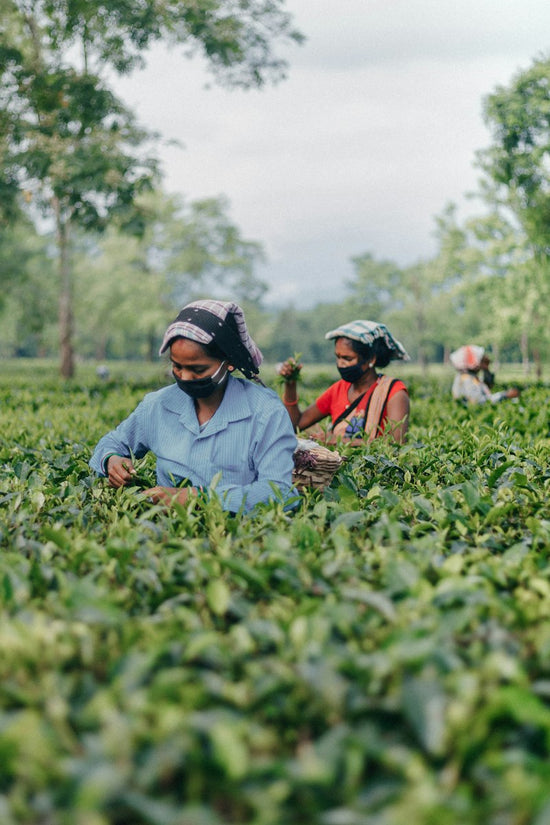 Farm to Shelf: Our Organic Journey